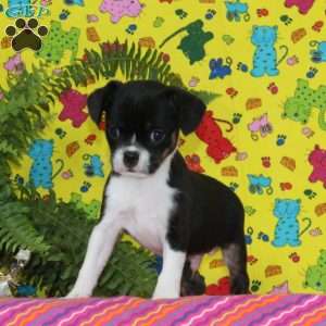 Washington, Boston Terrier Mix Puppy